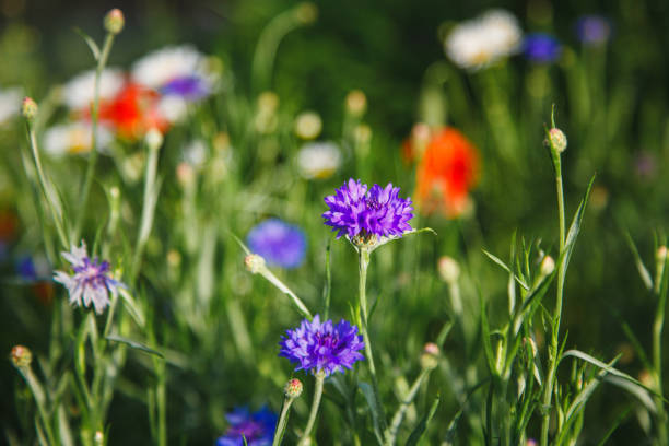 istock Summer meadow with cornflowers and poppies. 1155268714