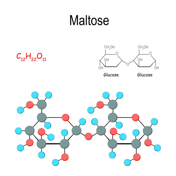 illustrations, cliparts, dessins animés et icônes de maltose - molecule glucose chemistry biochemistry