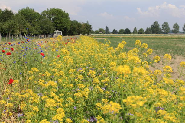 봄 네덜란드 시골에서 노란 꽃 흰 겨자 식물 아름 다운 필드 마진 - grass shoulder rural scene road wildflower 뉴스 사진 이미지
