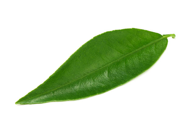 istock citrus leaves isolated on white background. 1155270632