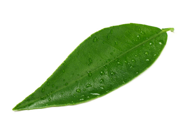 istock citrus leaves isolated on white background. 1155270721