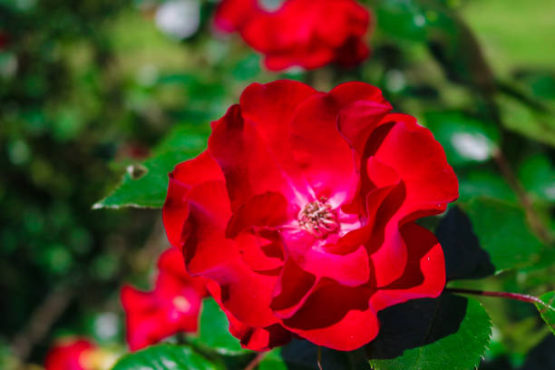 istock Dog Rose Red Flower 1155271622