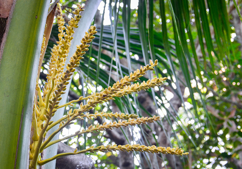 Coconut flower on tree, Spadix