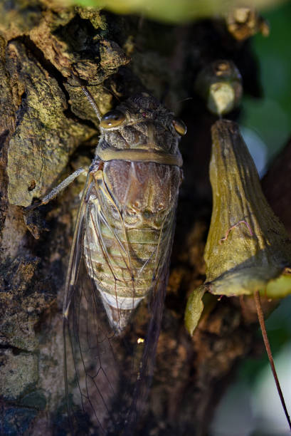 istock Cicada climbing to the trunkin the sunlight, ready for mating 1155271892