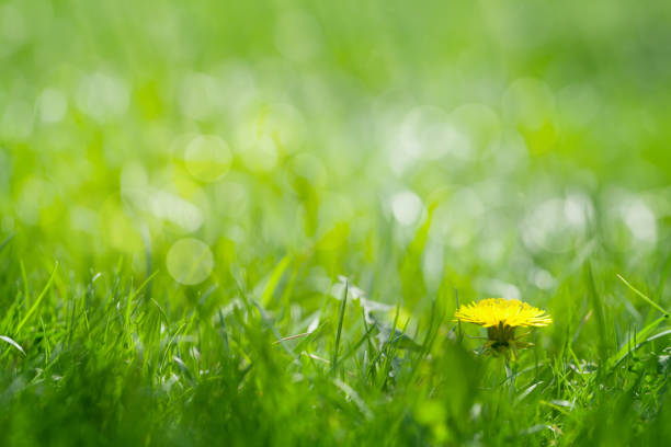 istock Green grass field with yellow dandelion 1155273205