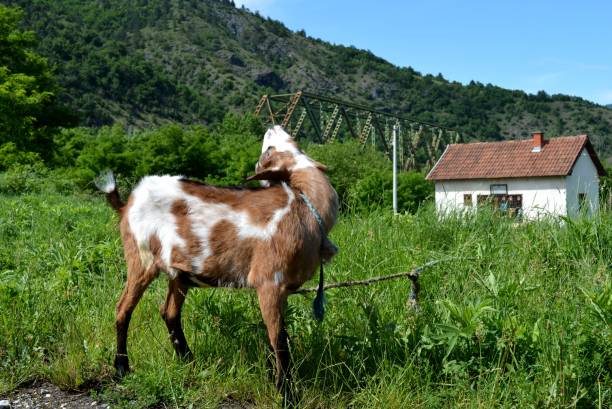 istock colorful goat in the grass 1155273947