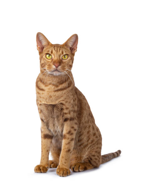 Cinnamon young adult Ocicat on white