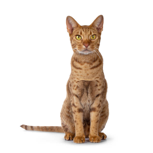istock Cinnamon young adult Ocicat on white 1155276926