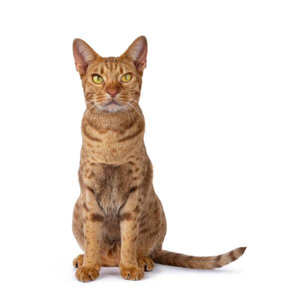 istock Cinnamon young adult Ocicat on white 1155276927