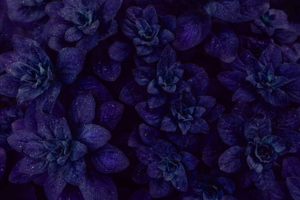 istock Bright purple leaves top view minimalistic background 1155277022