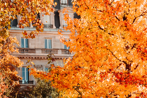 View through orange foliage on a house in Paris, France. The concept of Autumn time and October.
