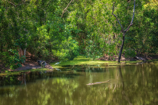 A leisurely crocodile in calm river water and a large white egret near the shore amid picturesque green thickets
