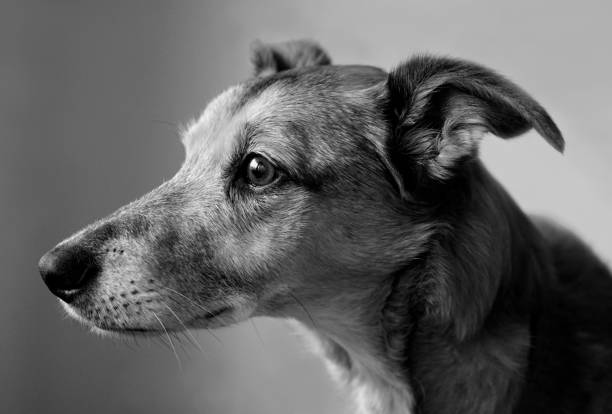 istock Dog Head Portrait Black & White 1155281947