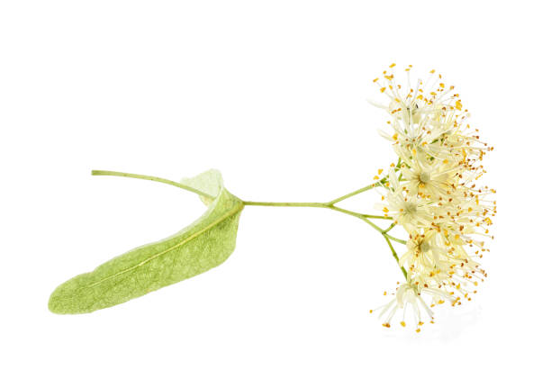 istock Flower of linden tree isolated on a white background 1155281995