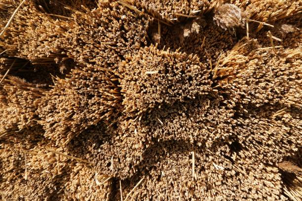 istock Bundles of thatch, Isle of Lewis 1155282528