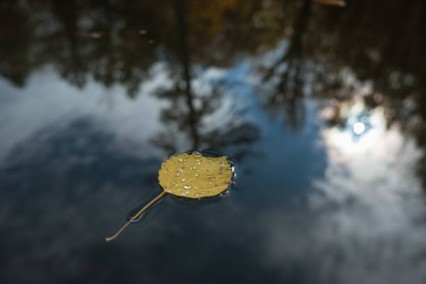 istock A lonely leaf in the lake water, autumn forest 1155283645