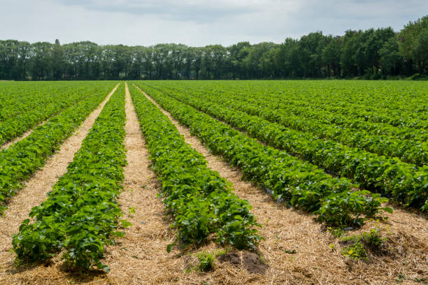 istock Strawberry fields, strawberry plants in rows growing on  farm on open air 1155284190