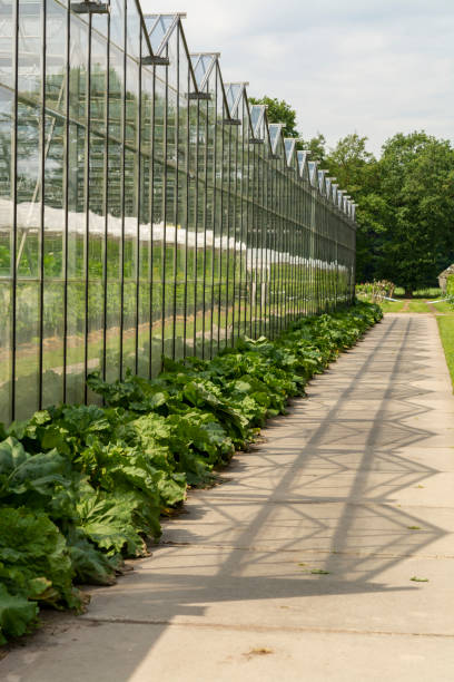 istock Agriculture in Netherlands, greenhouse exterior 1155284191