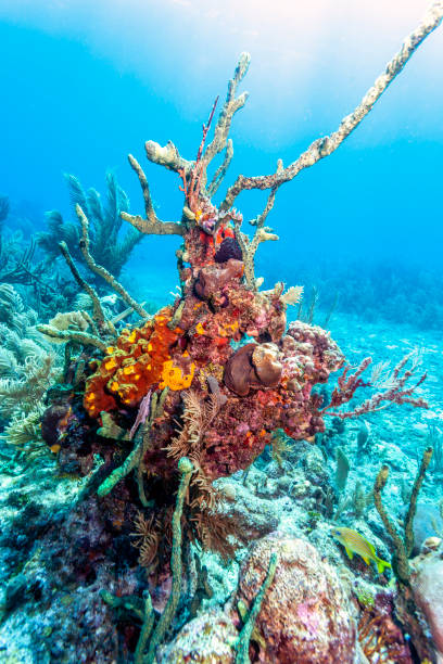 istock Coral garden in Caribbean 1155286663