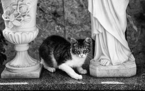 Cats abandoned on the street, animal abuse, loneliness