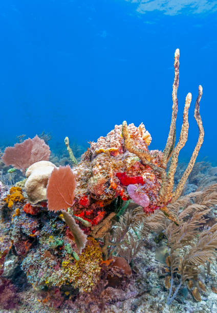 istock Coral garden in Caribbean 1155286800