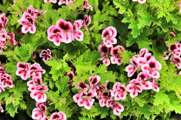 Scented Geranium Pelargonium Crispum in the garden