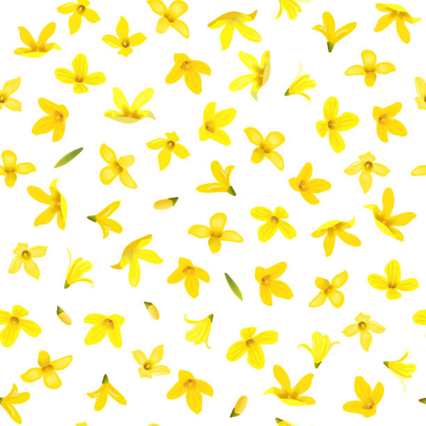 ilustrações, clipart, desenhos animados e ícones de teste padrão sem emenda de bell dourado, suspensa de forsythia, filial da mola com flores amarelas de florescência - vector branch leaf affectionate