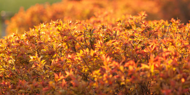 bright beautiful background of foliage shrubs young bright foliage shrubs in the sun in a summer park or garden quickset stock pictures, royalty-free photos & images