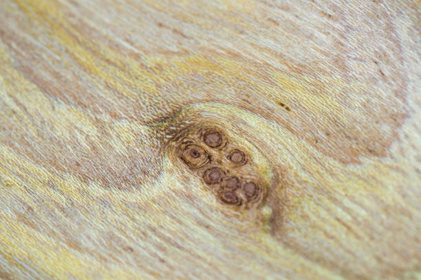 false acacia - robinia pseudoacacia wood texture background in macro lens shoot