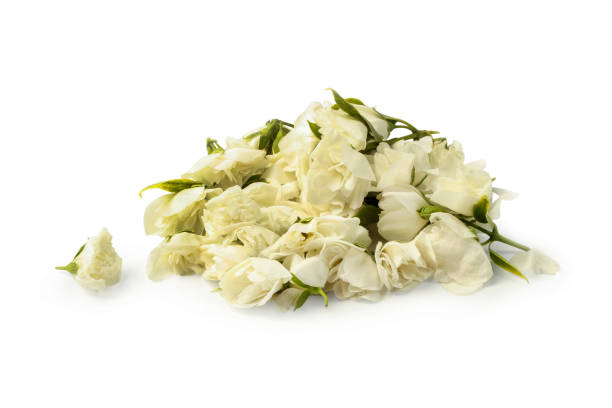 istock Handful of jasmine flowers 1155289143
