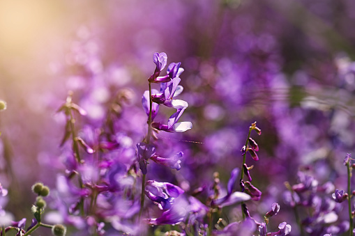 purple flowers bokeh in nature