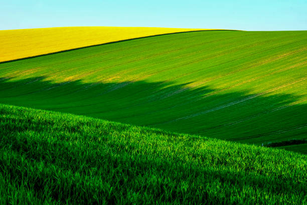 istock Sussex rolling hills with crops growing in the fields 1155290927
