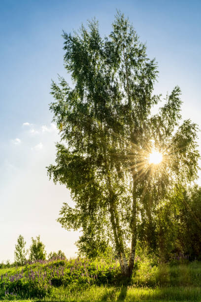 istock green grass, flowering plants and two birch trees during sunset in summer 1155291420