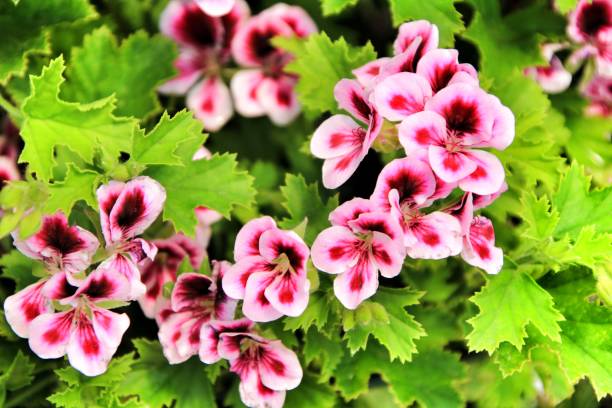 istock Scented Geranium Pelargonium Crispum in the garden 1155292372