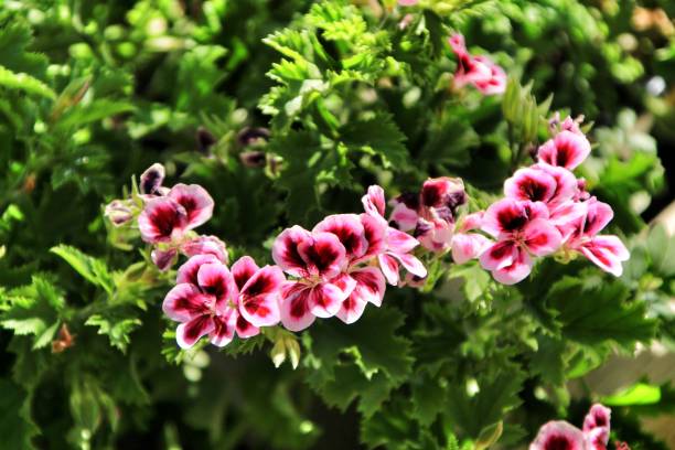 istock Scented Geranium Pelargonium Crispum in the garden 1155292603