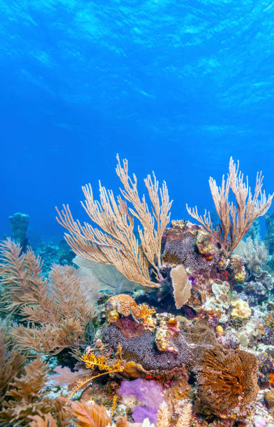 istock Coral garden in Caribbean 1155293489