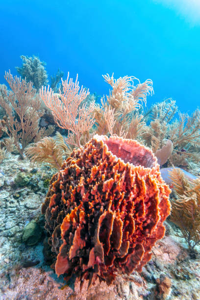 istock Coral garden in Caribbean 1155293590