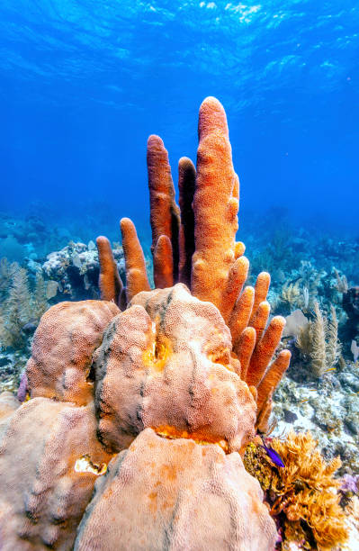 istock Coral garden in Caribbean 1155293679