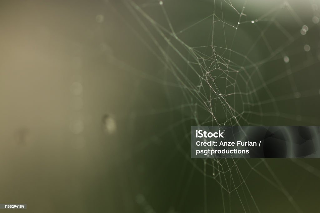 Spiderweb on a green background Spiderweb or cobweb outdoors on a cold rainy day. Macro photo or close up picture of a cobweb made by spider on a dark green background. Backgrounds Stock Photo