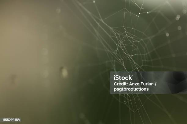 Spiderweb On A Green Background Stock Photo - Download Image Now - Backgrounds, Circle, Close-up