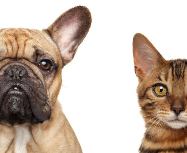 istock Cat and dog half face, isolated 1155294241