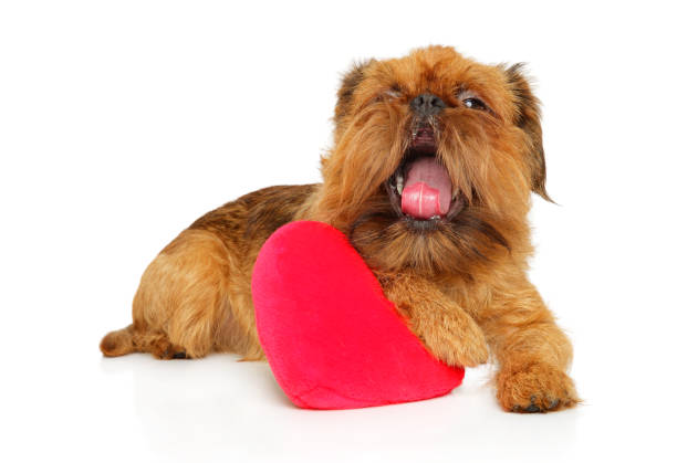 Brussels griffon with festive red heart Brussels griffon yawn with festive red heart on white background brussels griffon dog lying down stock pictures, royalty-free photos & images