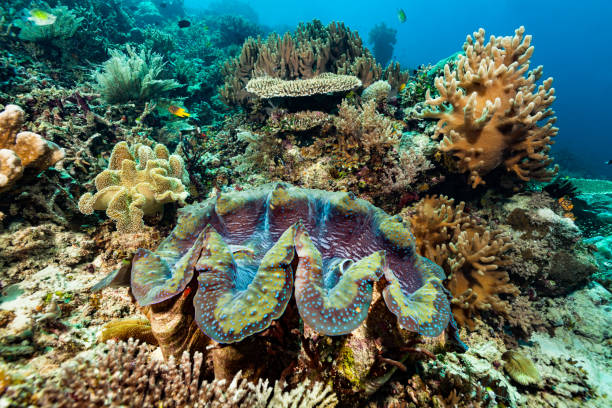 Giant ClamTridacna gigas in Beautiful Coral Garden, Raja Ampat, Indonesia The Giant Clam Tridacna gigas, the largest extant species of bivalve molluscs, occurs in the tropical Indo-Pacific Ocean in a depth range from 0-35m. The outer side of the shell is designed to be encrusted by all kind of sessile animals. This specimen reaches at least the common length of 80cm. Max. recorded size is 137cm and 500kg! Some Damselfishes, Staghorn Damselfish Amblyglyphidodon curacao and Black-and-gold chromis = Behn's Damsel Neoglyphidodon nigroris, a lot of soft and hard corals. Raja Ampat, Indonesia, 0°33'45" S 130°40'59" E at 5m depth indo pacific ocean stock pictures, royalty-free photos & images