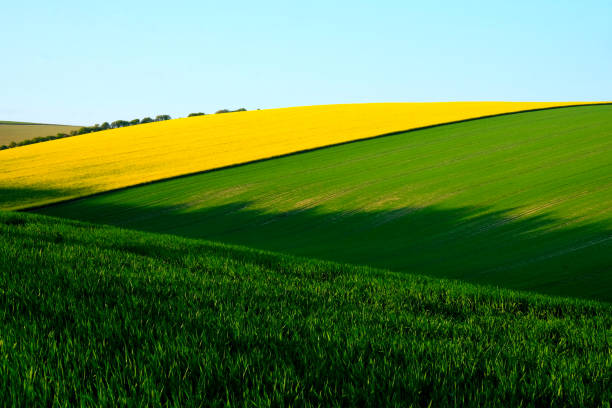 istock sussex rolling crop fields 1155294333