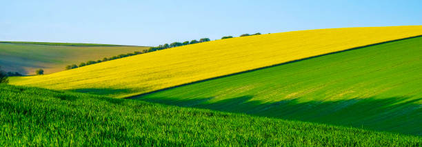 sussex downs rolling hills with crops growing