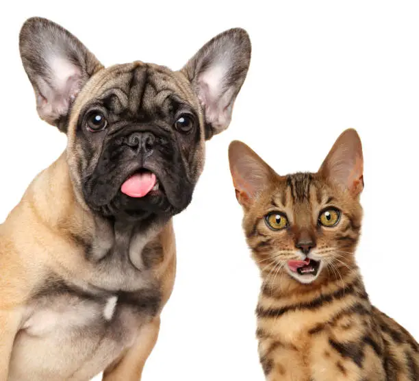 Photo of Portrait of licking cats and dogs