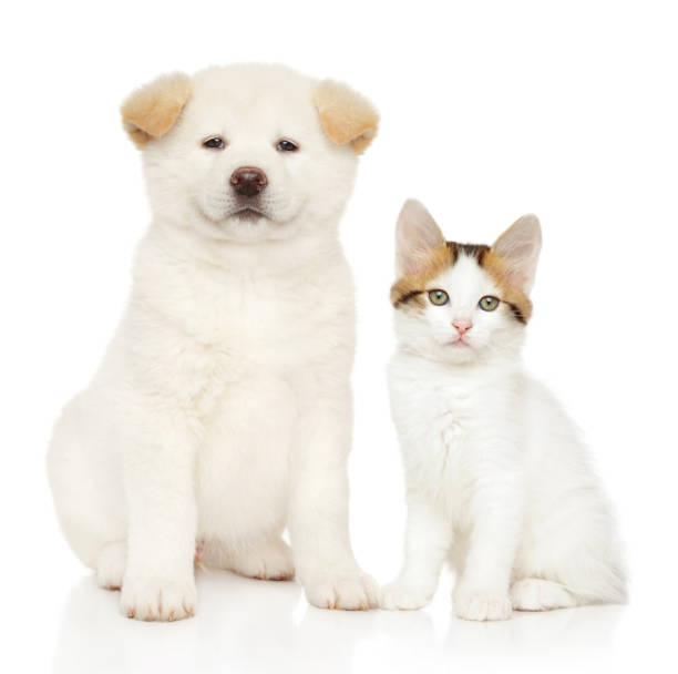 istock Cat and dog together 1155295538