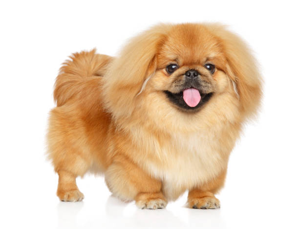 istock Cute Pekingese puppy 1155295589