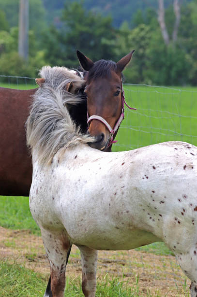 istock horses grooming each other 1155295937