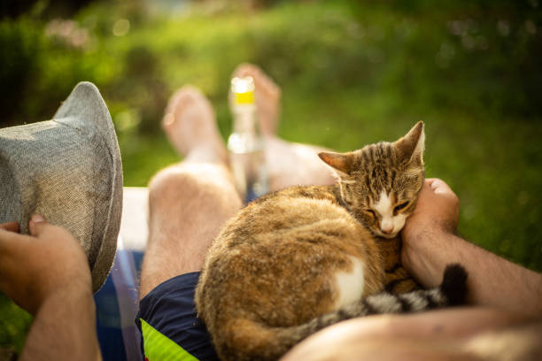 istock Man resting in deck chair with cat 1155296013